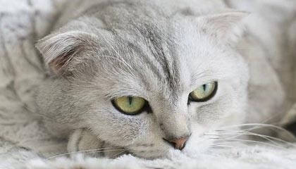 上海一非法营运司机 暴力冲卡撞伤辅警逃逸