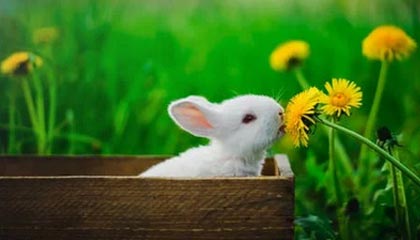 B体育移动端-男单短节目排名11 金博洋：对得起这四年的努力